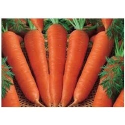 Manufacturers Exporters and Wholesale Suppliers of Carrot Seeds Hyderabad Andhra Pradesh